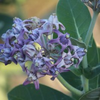 Calotropis gigantea (L.) W.T.Aiton